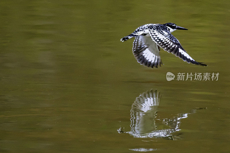 花衣魔笛手(Ceryle rudis)